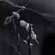 Fabaceae