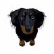 Tato Miniature Dachshund