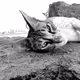 The Arabian Cats