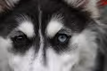 Eyes of a husky - old