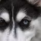 Eyes of a husky - old