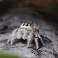 Macro Series