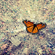 Metamorphic Vignettes