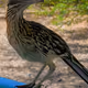 Sonoran Desert Photos