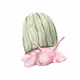 Fruit snail - old