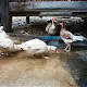 Game of fowl - old