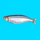 Sardine