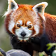 ArkWptop animal Collection