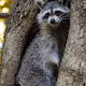 PhotoCritters