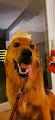 Balu the Hovawart Dog