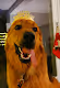 Balu the Hovawart Dog