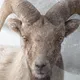 WILD  PORTRAITS