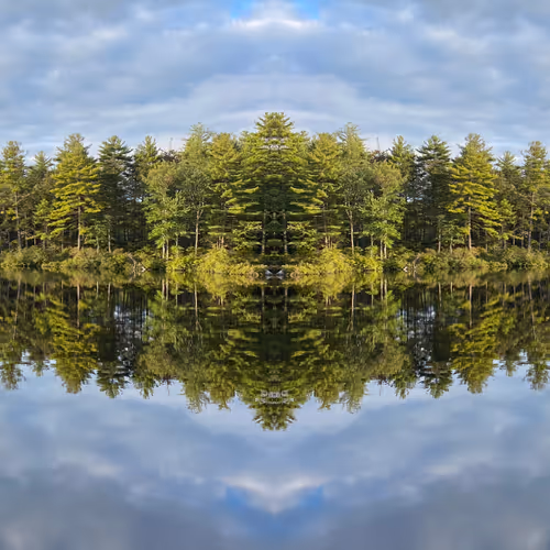 Forest Resonance