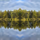 Forest Resonance