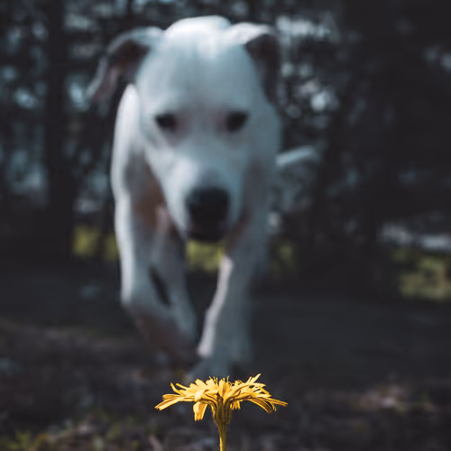 CHAPTER  I - SHARING LIFE - SCENES