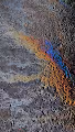 Olliehandro Photography - old