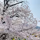 Cherry Blossoms (Sakura)