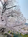 Cherry Blossoms (Sakura)