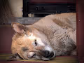 SLEEPING DOGS by Angel Rivas - old