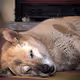 SLEEPING DOGS by Angel Rivas - old