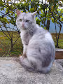 SingaPurrA Cats