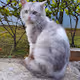 SingaPurrA Cats