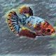 Bettafish_NFT