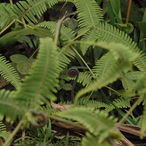 Nature is Healing - Rudini