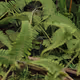 Nature is Healing - Rudini