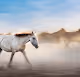 The story of the noble horses