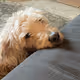 Golden Doodle Photos