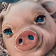 Pigs Dream