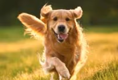 doggio 2