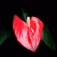 Flores Ex Tenebris