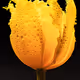 Language of Flora