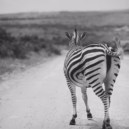 _M0n0chr0M_ by Cirrincione Antonio