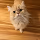 Tiberius P. Cat