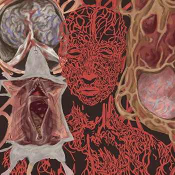 Anatomy - Maison Spaulding