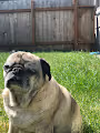 Pugtopia