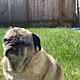 Pugtopia