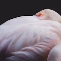 Flamingo Dream