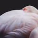 Flamingo Dream