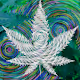 Marijuana X Freedom