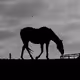 Life's Silhouette Characters V4