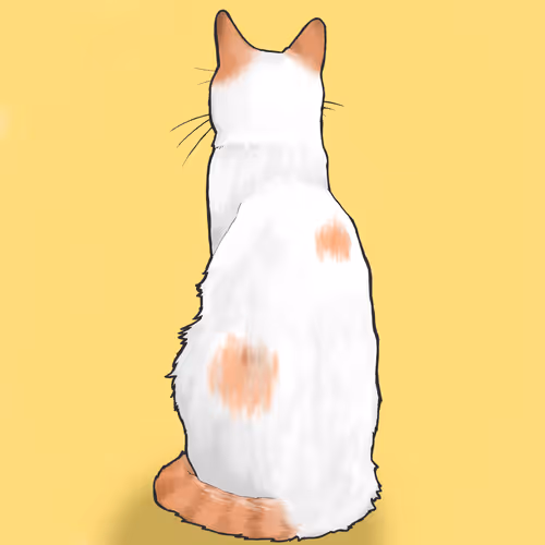 Cat NFT by cat lovers