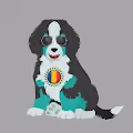 Bernese Puppies