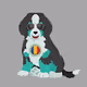 Bernese Puppies