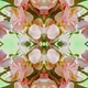 Oasis of Art - Floral Photography