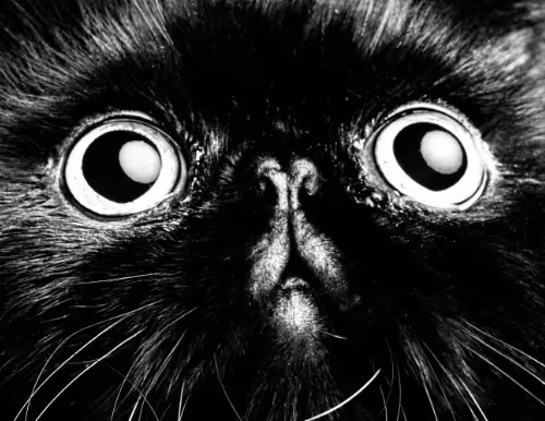 Leica_YoichiOchiai2023