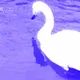 Birds Love - old